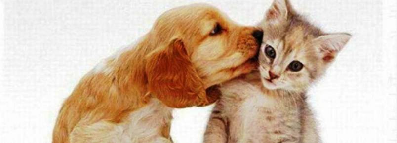Feira de adoção de animais será realizada em Divinópolis